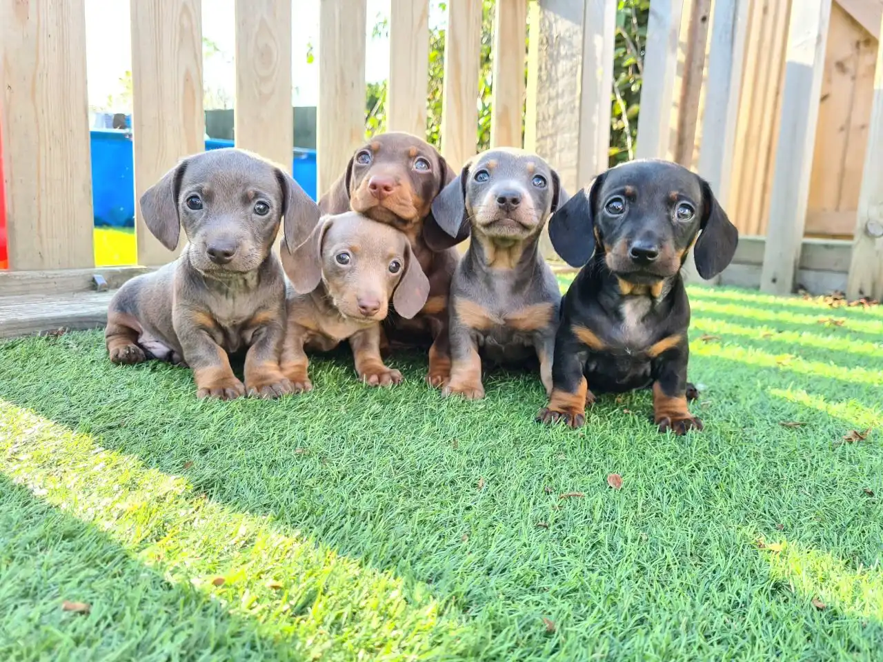 Se venden cachorros de pura raza Dachshund