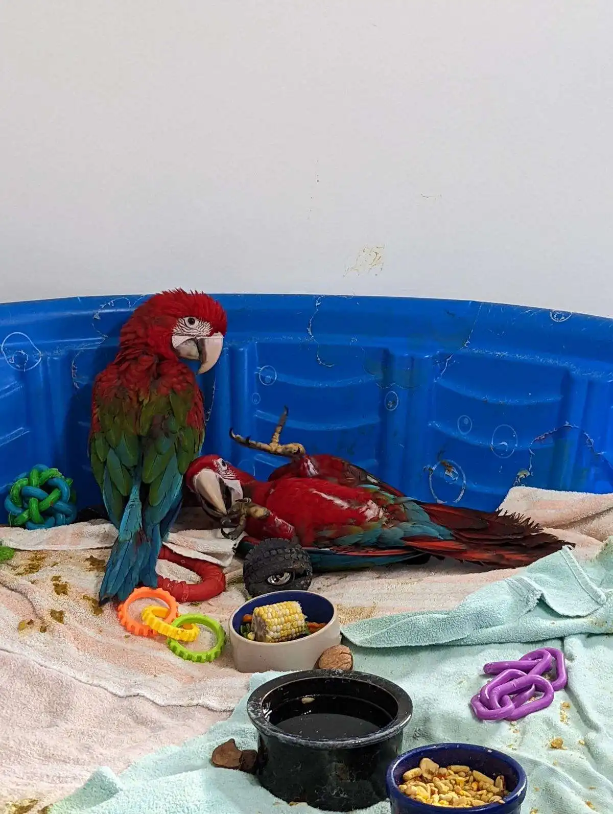 Un par de guacamayos de alas verdes súper domesticados