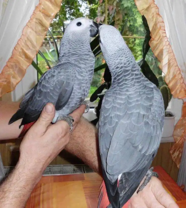 African Grey Parrots 