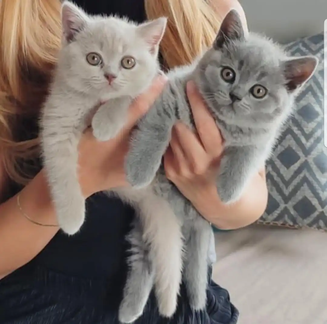 Lindos gatitos británicos de pelo corto