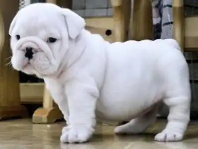 Bulldogs ingleses adorables