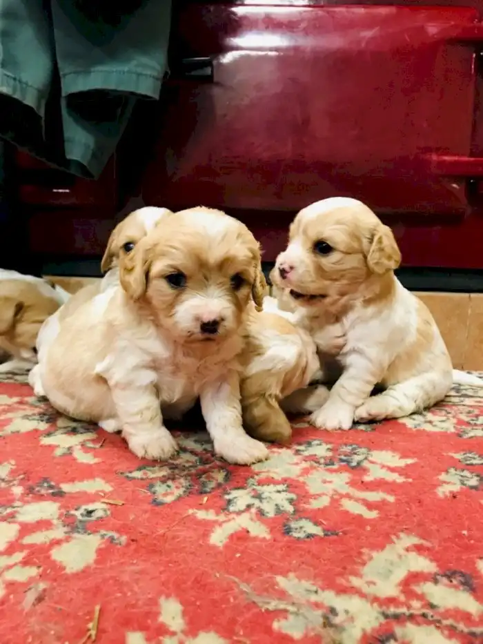 Perro cavachon toy en venta barato