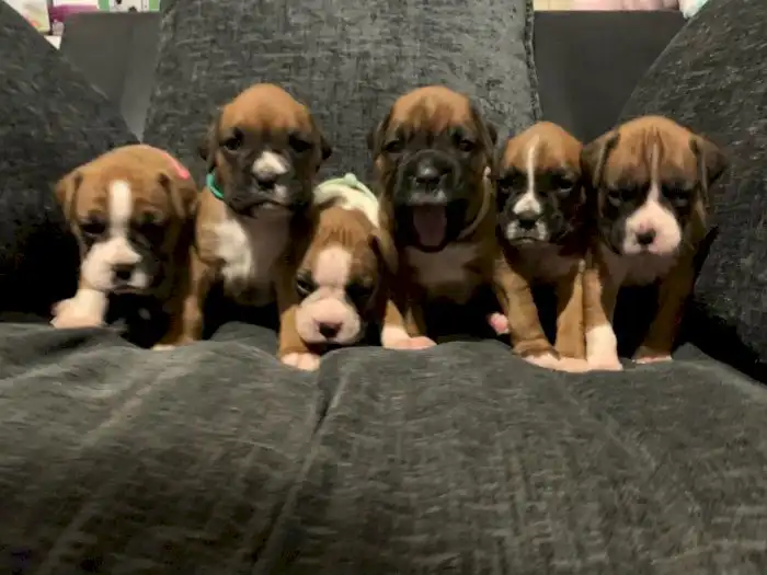 bebes boxer de 2 meses en venta