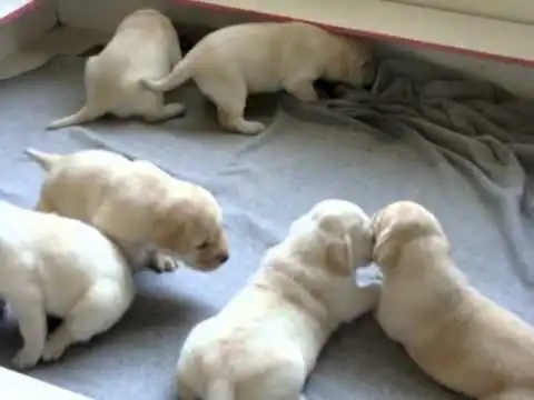Venta de cachorros labrador golden