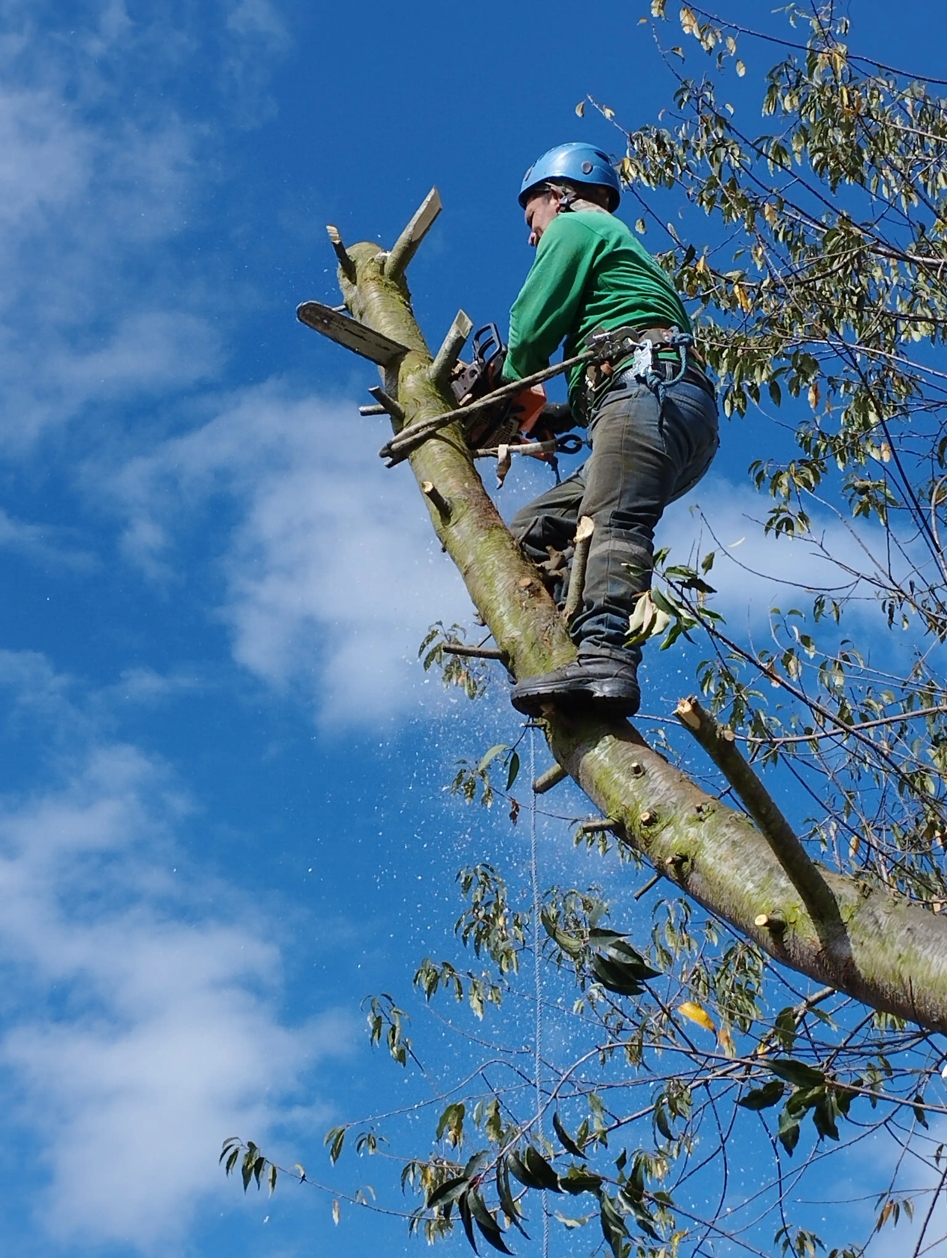 Servicio de poda y tala de árboles y palmeras 