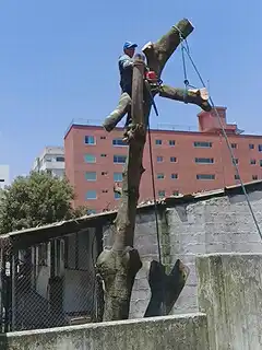 Poda y tala de árboles y palmeras