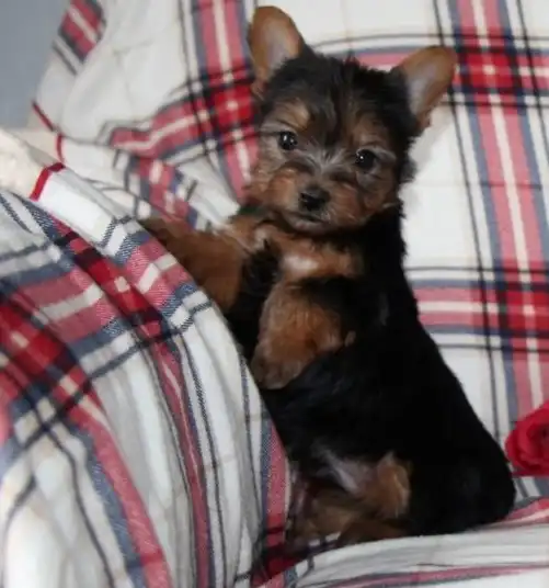 Taza de té Yorkie para adopción Texto / llame al (330) 910 0534