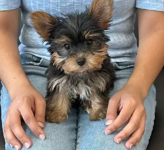 Taza de té Yorkie para adopción Texto / llame al (330) 910 0534