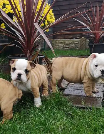 cachorros bulldog listos