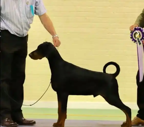 LISTO PARA SALIR - Dobermann de Primera Calidad