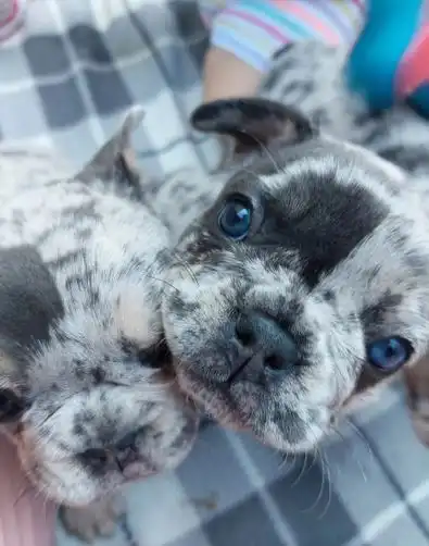 Cachorros de bulldog francés merle