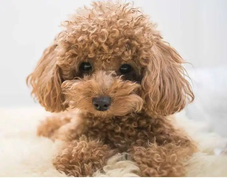 toy poodle cachorros 