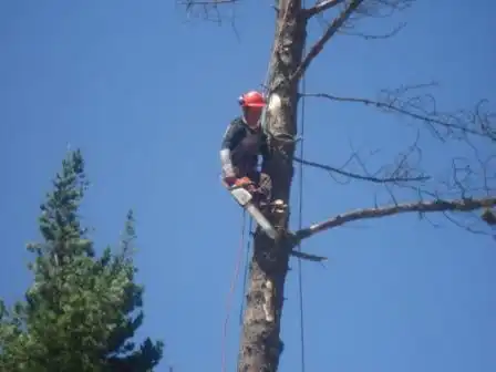 Podamos y talamos tus árboles y palmeras 