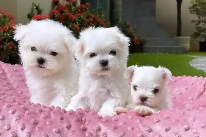 Dos cachorros de Maltés "Teacup" buscan una nueva familia