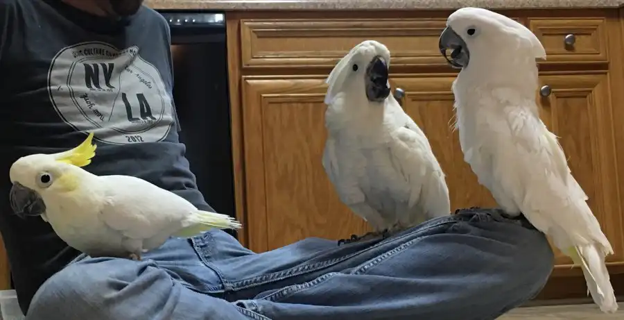 Cacatúas Paraguas Disponible ahora