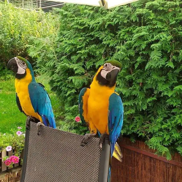 Dos guacamayos azules y dorados