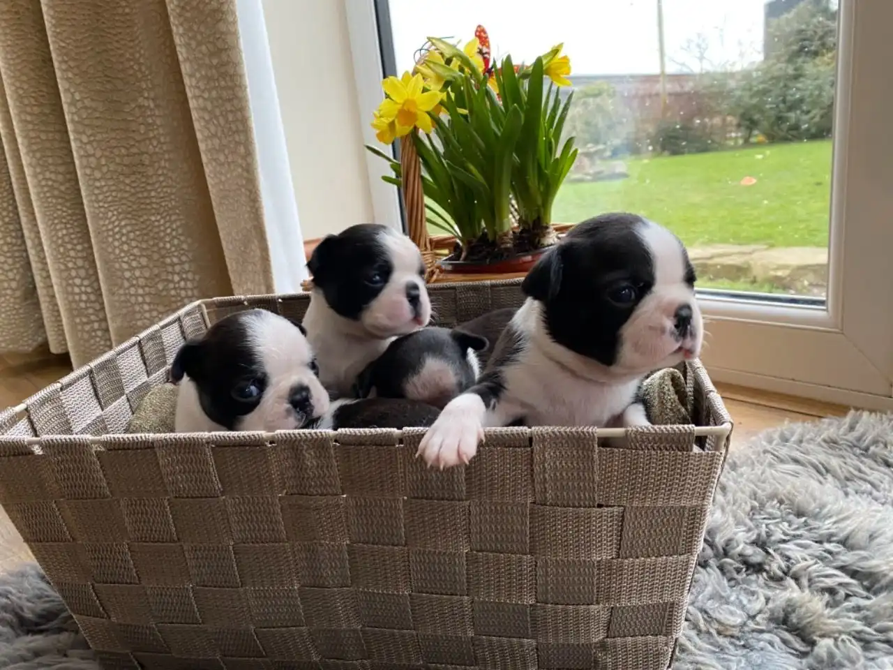 Preciosos cachorros boston terrier