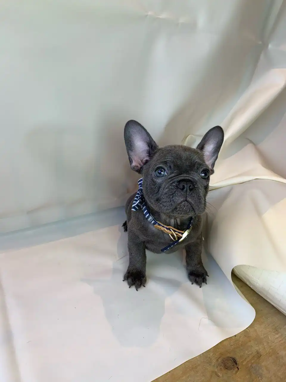Encantadores cachorros de bulldog francés