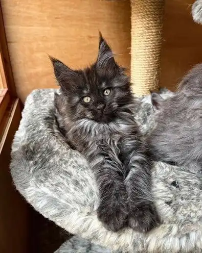 Gatitos Maine Coon azul y negro ahumado