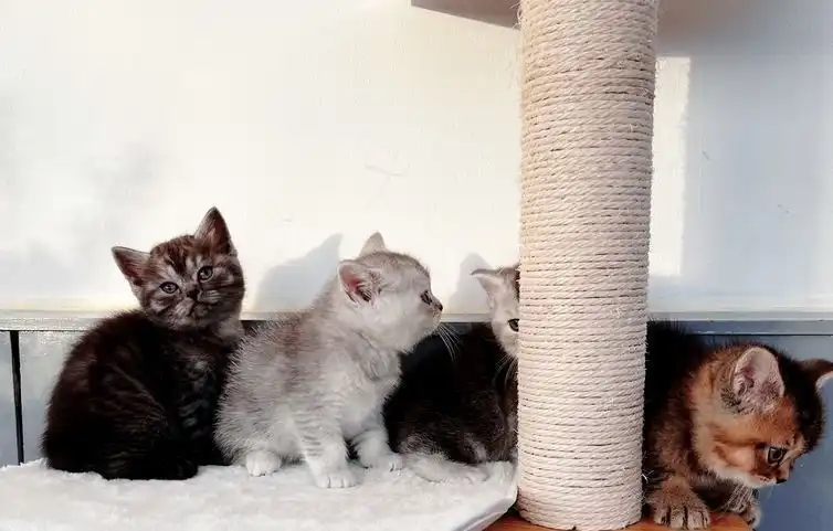 Gatitos británicos de pelo corto????