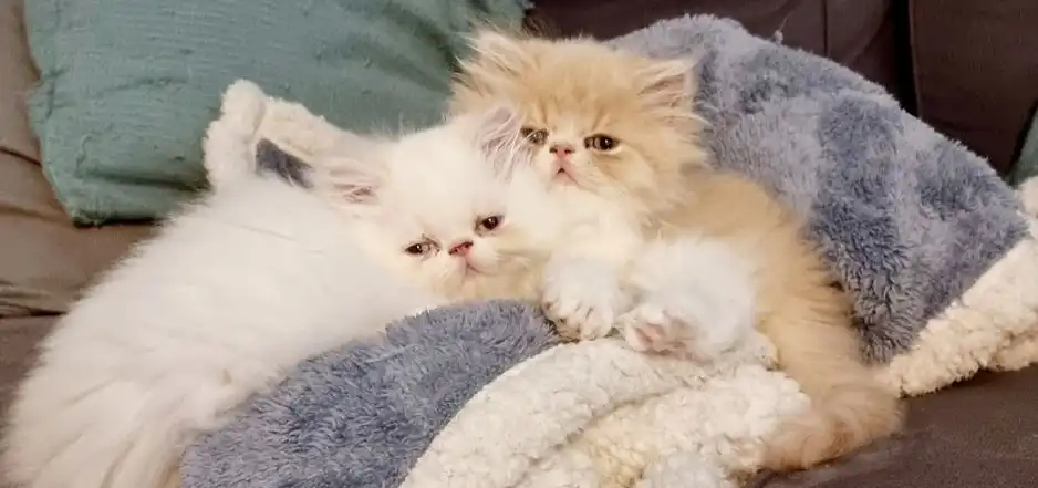 Último gatito persa disponible. GCCF/registrado