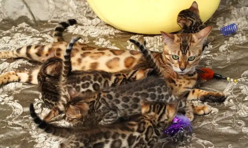 Gatitos absolutamente impresionantes. Gran campeón de Bengala.