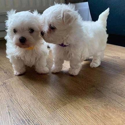 Dos cachorros malteses miniatura buscan un nuevo hogar.