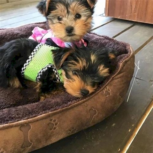Cachorros Yorkshire Terrier Miniatura