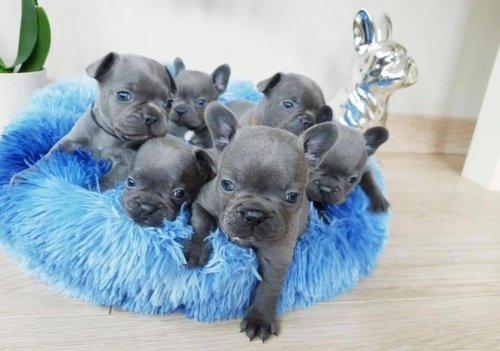 Cachorros de Bulldog Francés (machos y hembras) entrenados