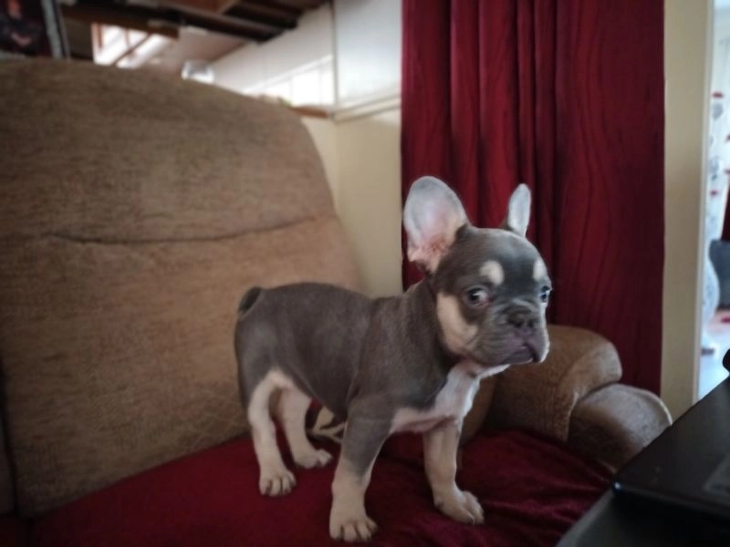 Cachorros de Bulldog Francés (machos y hembras) entrenados